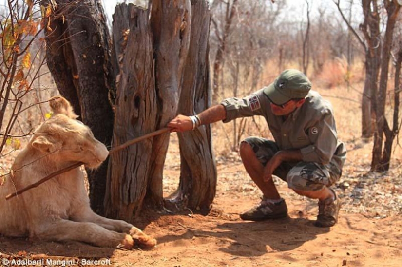 Le gusta caminar con un león o un Guepardo? Luego de aprender! Le gusta caminar con un león o un Guepardo? Luego de aprender!