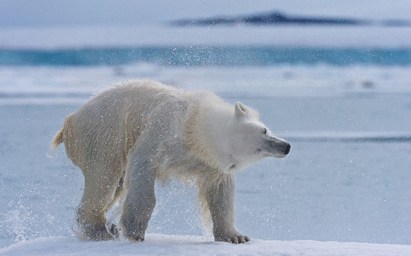 Meeting with a polar bear