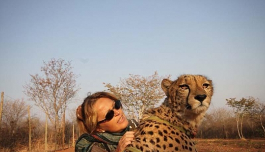 Would like to walk with a lion or Cheetah? Then learn!