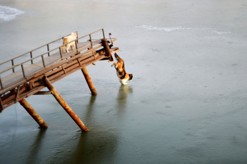 Como dos gatos en un viaje de pesca fue