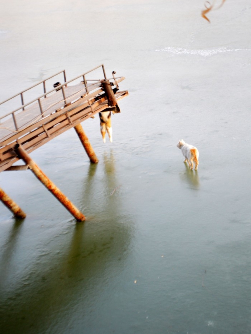 Como dos gatos en un viaje de pesca fue