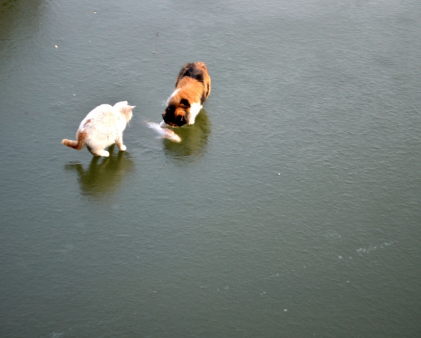 Como dos gatos en un viaje de pesca fue