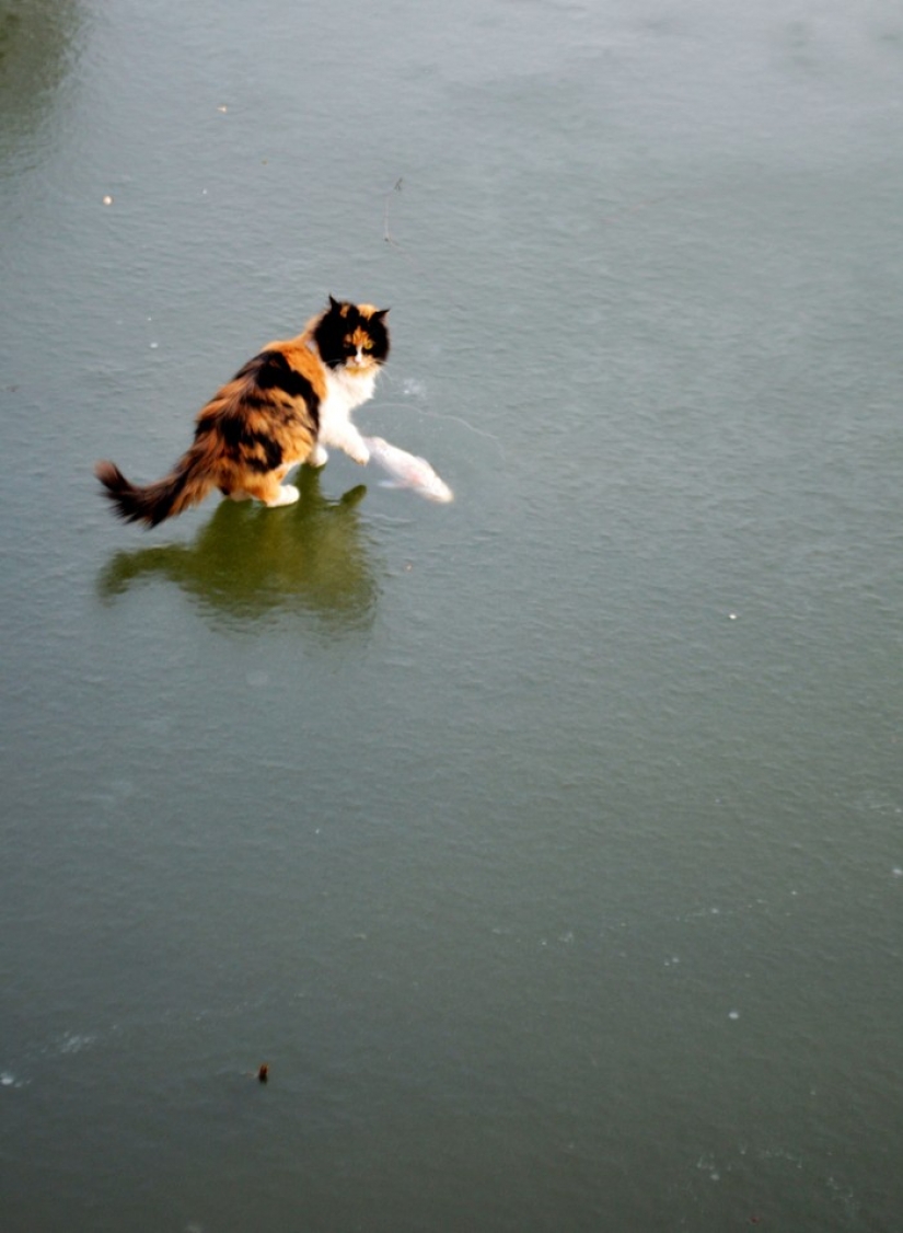 Como dos gatos en un viaje de pesca fue