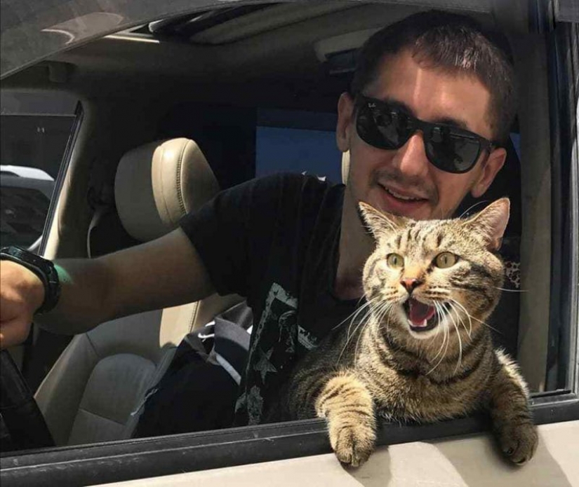 Cat Víctor que podría: los Rusos le han mentido a la aerolínea y manejó en la cabina demasiado gordo gato