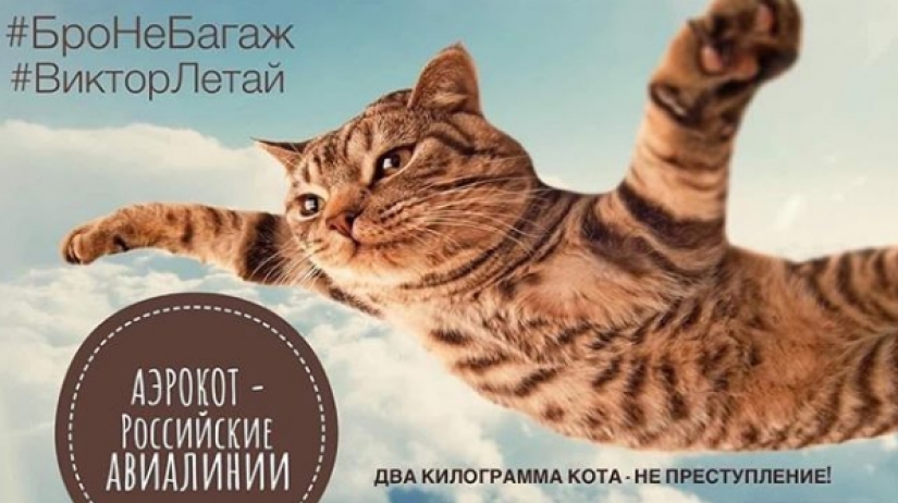 Cat Victor who could: the Russians lied to the airline and drove in the cabin too fat cat
