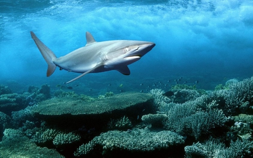 10 hechos sobre el mar Rojo