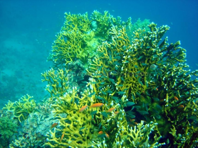 10 hechos sobre el mar Rojo