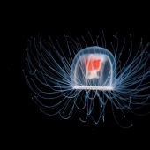 10 increíbles organismos que viven increíblemente larga