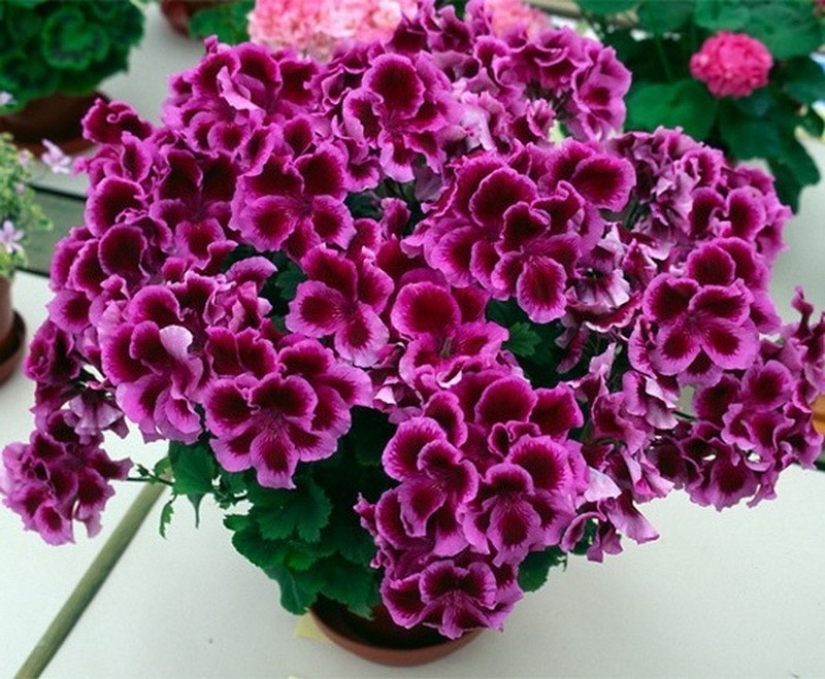 10 maneras para combatir los mosquitos y sus picaduras