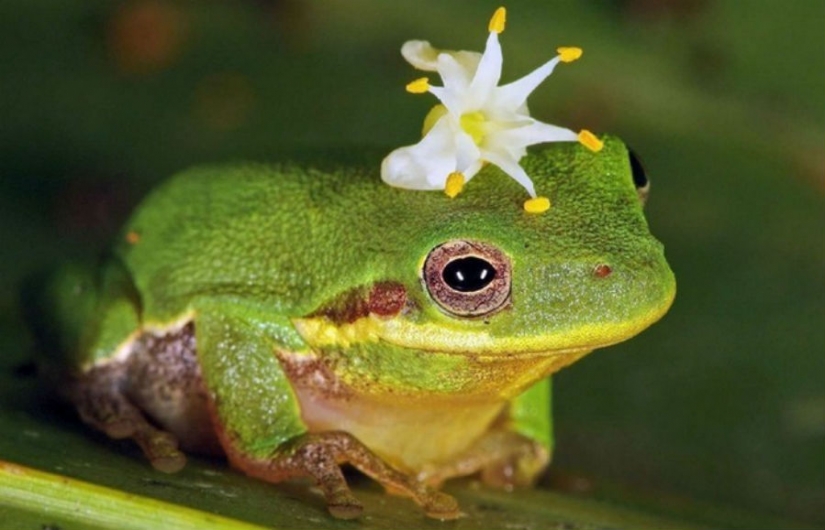 10 most powerful aphrodisiacs and their incredible stories