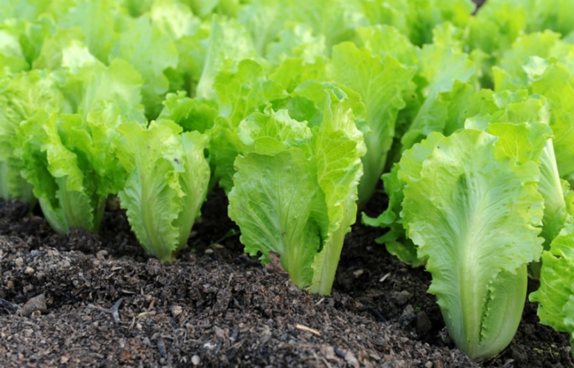 10 most powerful aphrodisiacs and their incredible stories