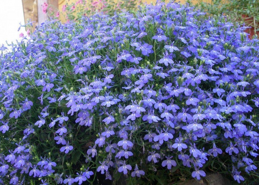 10 most suitable plants for growing in hanging pots 10 most suitable plants for growing in hanging pots