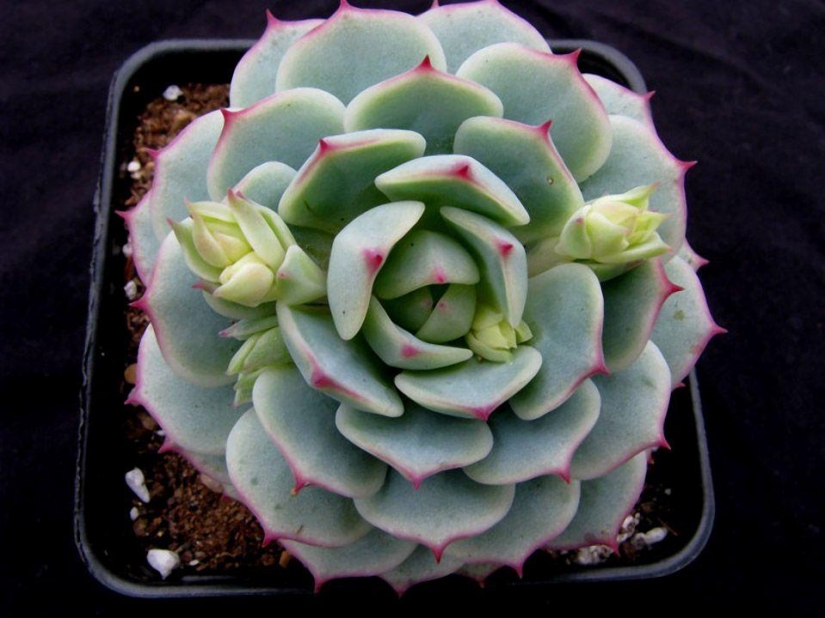 10 most suitable plants for growing in hanging pots 10 most suitable plants for growing in hanging pots