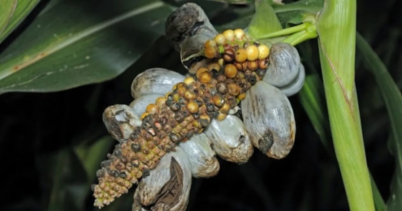 10 weird but fascinating problems of ancient people 10 weird but fascinating problems of ancient people