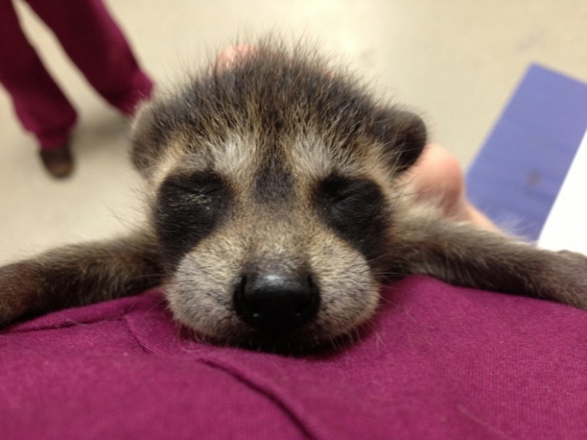 100 de las más increíbles imágenes de los mapaches de todos los tiempos y de los pueblos