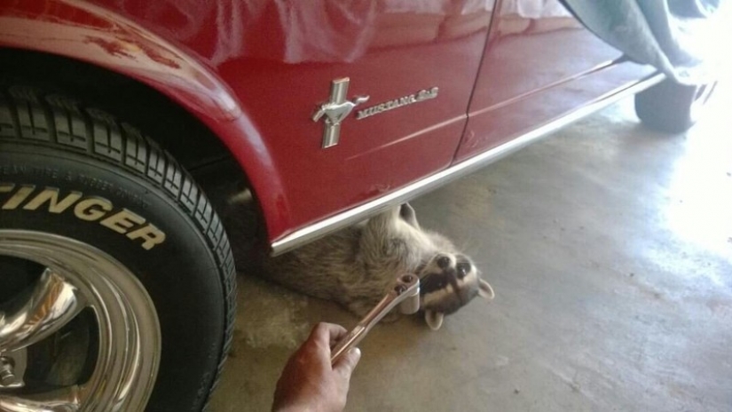 100 de las más increíbles imágenes de los mapaches de todos los tiempos y de los pueblos