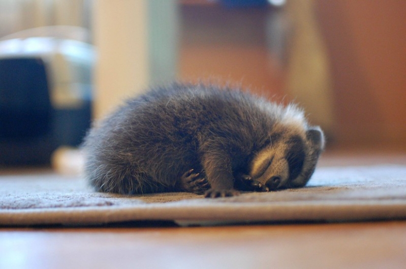 100 de las más increíbles imágenes de los mapaches de todos los tiempos y de los pueblos