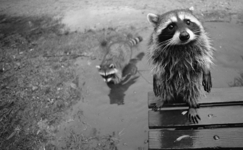 100 de las más increíbles imágenes de los mapaches de todos los tiempos y de los pueblos