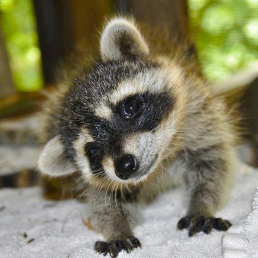 100 de las más increíbles imágenes de los mapaches de todos los tiempos y de los pueblos