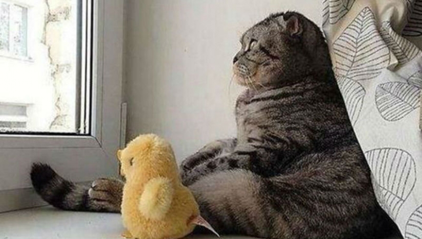 100 mejores gato fotos de todos los tiempos y de los pueblos 100 mejores gato fotos de todos los tiempos y de los pueblos