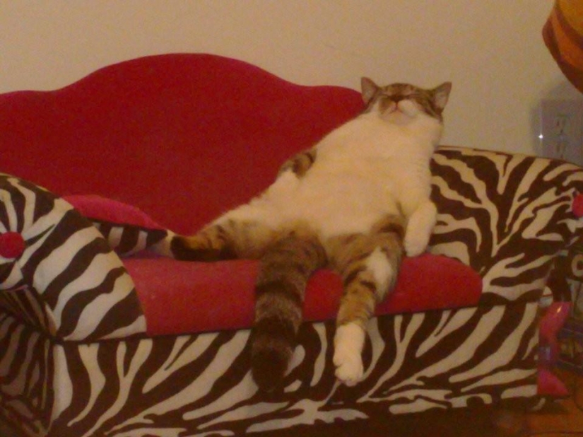 100 mejores gato fotos de todos los tiempos y de los pueblos 100 mejores gato fotos de todos los tiempos y de los pueblos