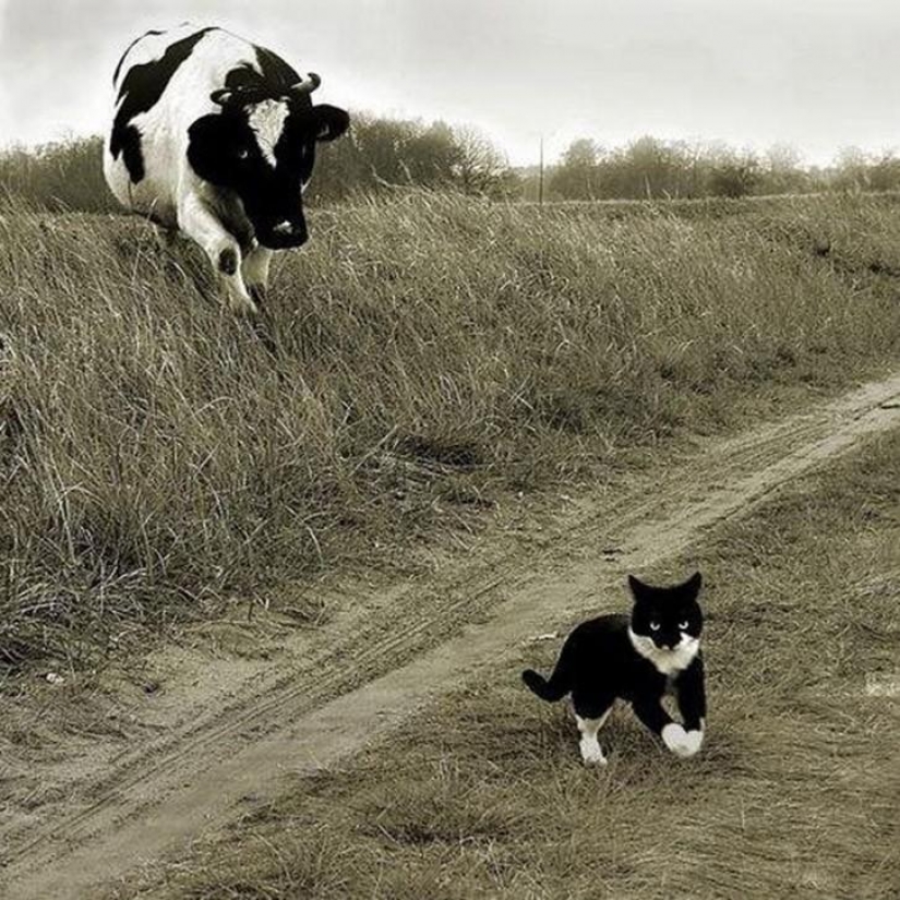 100 mejores gato fotos de todos los tiempos y de los pueblos 100 mejores gato fotos de todos los tiempos y de los pueblos