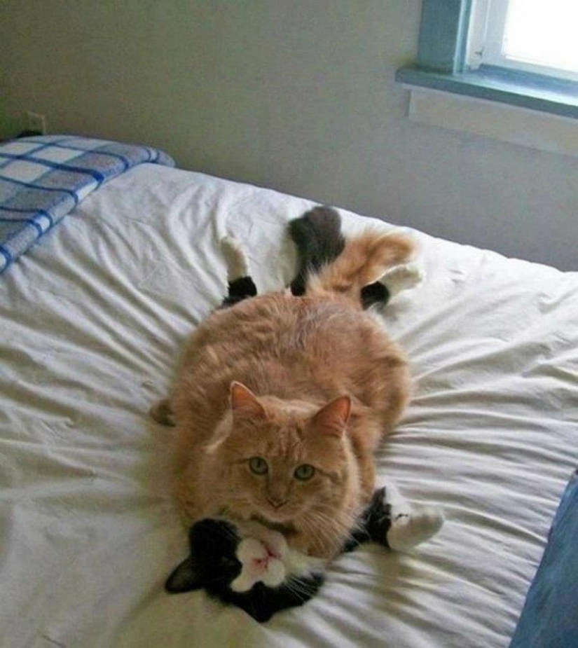 100 mejores gato fotos de todos los tiempos y de los pueblos 100 mejores gato fotos de todos los tiempos y de los pueblos