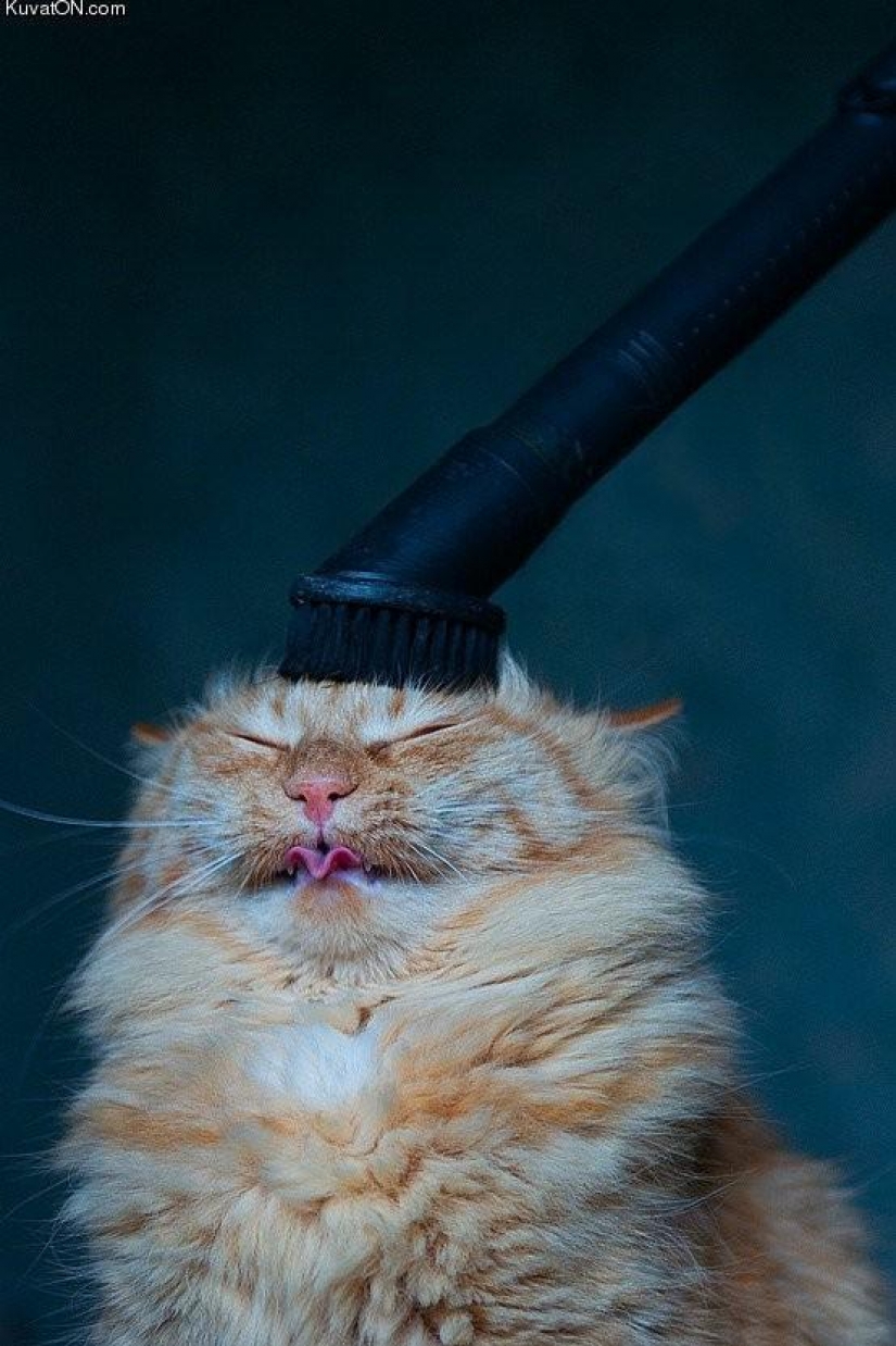 100 mejores gato fotos de todos los tiempos y de los pueblos 100 mejores gato fotos de todos los tiempos y de los pueblos