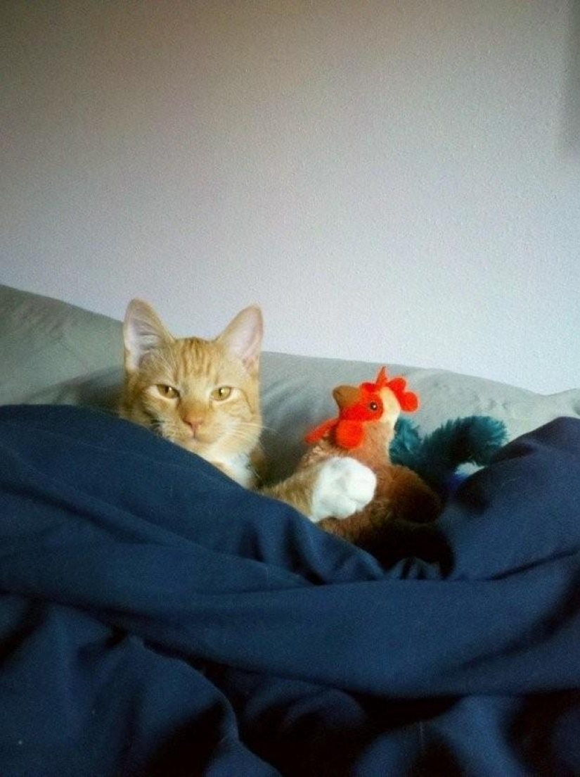 100 mejores gato fotos de todos los tiempos y de los pueblos 100 mejores gato fotos de todos los tiempos y de los pueblos