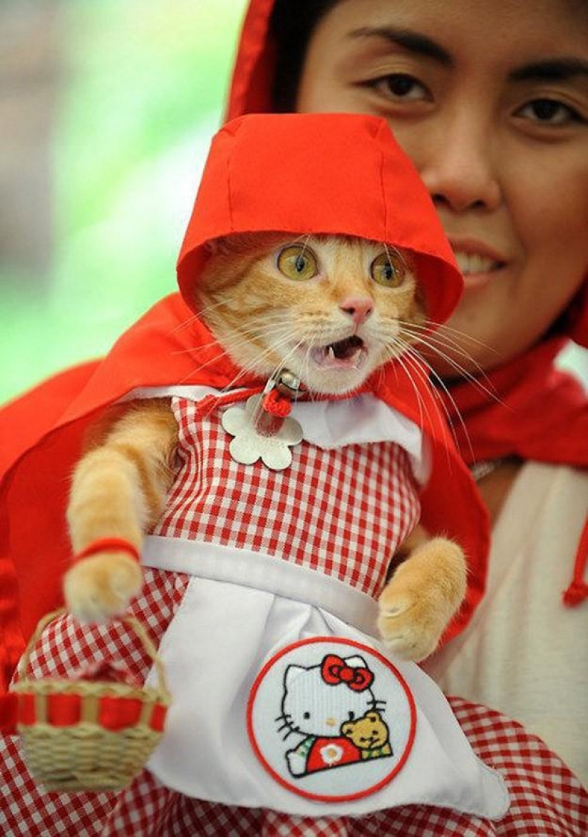 100 mejores gato fotos de todos los tiempos y de los pueblos 100 mejores gato fotos de todos los tiempos y de los pueblos