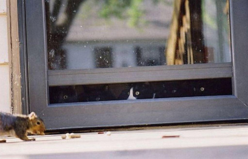 100 mejores gato fotos de todos los tiempos y de los pueblos 100 mejores gato fotos de todos los tiempos y de los pueblos