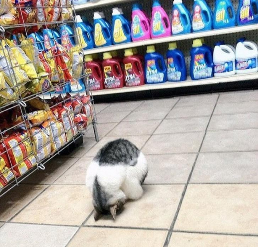 100 mejores gato fotos de todos los tiempos y de los pueblos 100 mejores gato fotos de todos los tiempos y de los pueblos