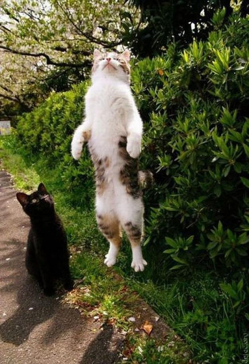 100 mejores gato fotos de todos los tiempos y de los pueblos 100 mejores gato fotos de todos los tiempos y de los pueblos