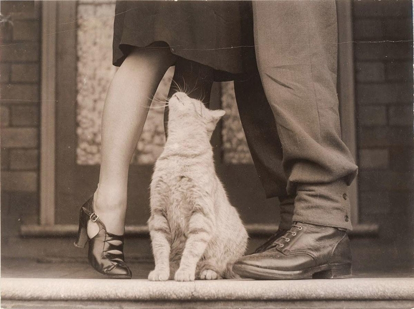 100 mejores gato fotos de todos los tiempos y de los pueblos 100 mejores gato fotos de todos los tiempos y de los pueblos