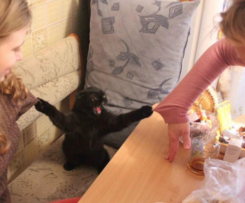 100 mejores gato fotos de todos los tiempos y de los pueblos 100 mejores gato fotos de todos los tiempos y de los pueblos