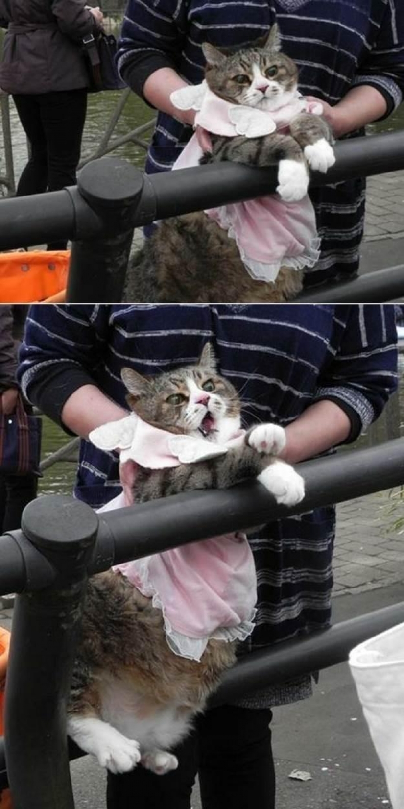 100 mejores gato fotos de todos los tiempos y de los pueblos 100 mejores gato fotos de todos los tiempos y de los pueblos