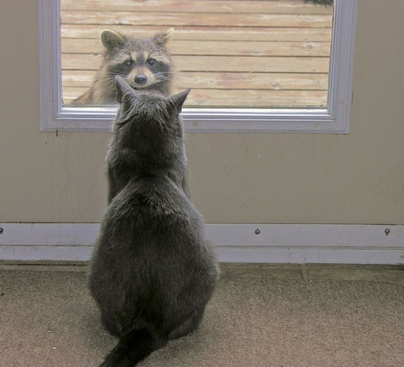 100 of the most cool pictures of raccoons of all times and peoples 100 of the most cool pictures of raccoons of all times and peoples