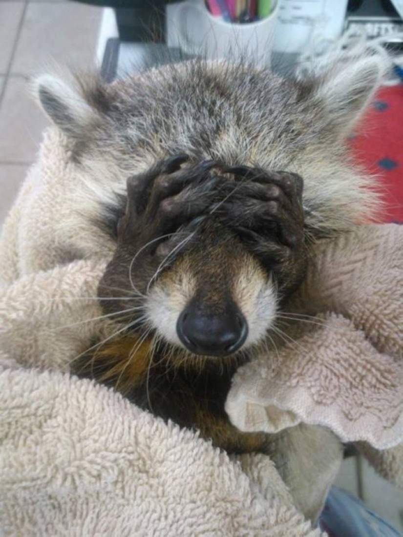 100 of the most cool pictures of raccoons of all times and peoples 100 of the most cool pictures of raccoons of all times and peoples