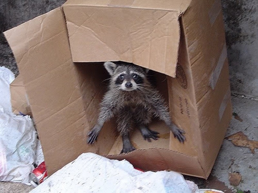 100 of the most cool pictures of raccoons of all times and peoples 100 of the most cool pictures of raccoons of all times and peoples