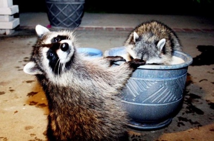 100 of the most cool pictures of raccoons of all times and peoples 100 of the most cool pictures of raccoons of all times and peoples