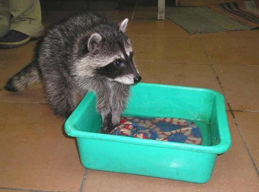 100 of the most cool pictures of raccoons of all times and peoples 100 of the most cool pictures of raccoons of all times and peoples