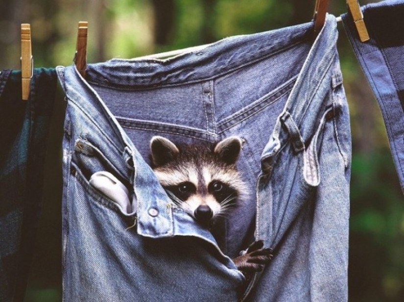 100 of the most cool pictures of raccoons of all times and peoples 100 of the most cool pictures of raccoons of all times and peoples