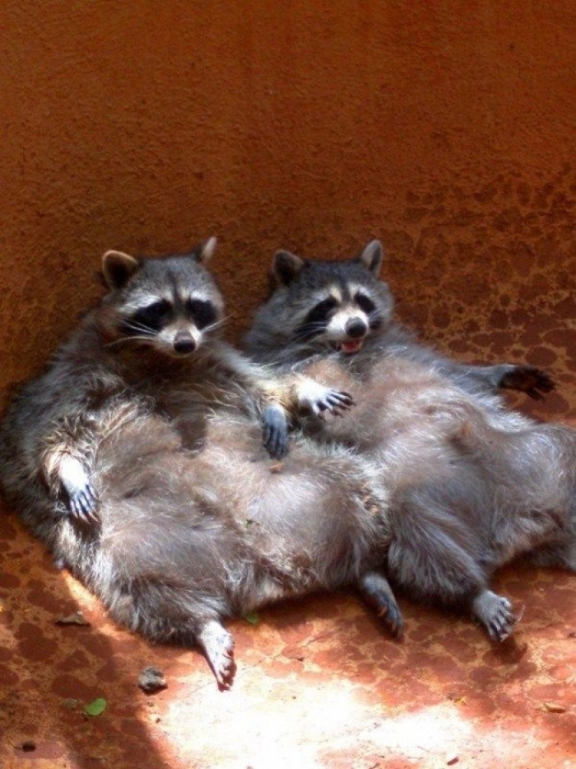 100 of the most cool pictures of raccoons of all times and peoples 100 of the most cool pictures of raccoons of all times and peoples
