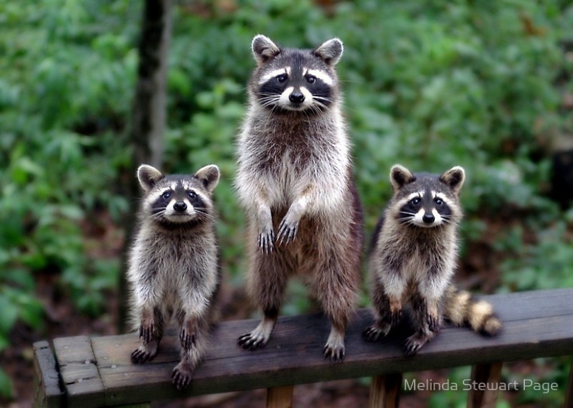100 of the most cool pictures of raccoons of all times and peoples 100 of the most cool pictures of raccoons of all times and peoples