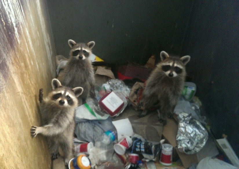 100 of the most cool pictures of raccoons of all times and peoples 100 of the most cool pictures of raccoons of all times and peoples