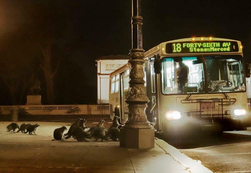 100 of the most cool pictures of raccoons of all times and peoples 100 of the most cool pictures of raccoons of all times and peoples