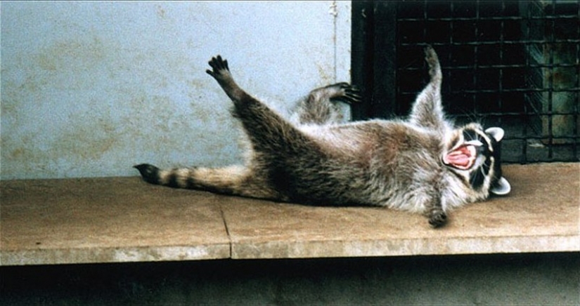 100 of the most cool pictures of raccoons of all times and peoples 100 of the most cool pictures of raccoons of all times and peoples