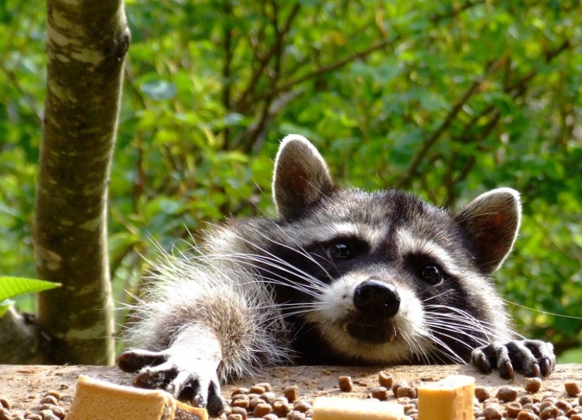 100 of the most cool pictures of raccoons of all times and peoples 100 of the most cool pictures of raccoons of all times and peoples