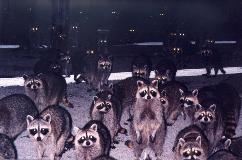 100 of the most cool pictures of raccoons of all times and peoples 100 of the most cool pictures of raccoons of all times and peoples