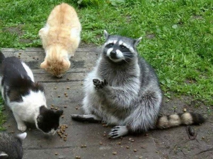 100 of the most cool pictures of raccoons of all times and peoples 100 of the most cool pictures of raccoons of all times and peoples